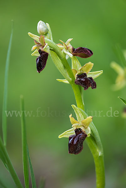 Spinnen-Ragwurz (Ophrys sphegodes)