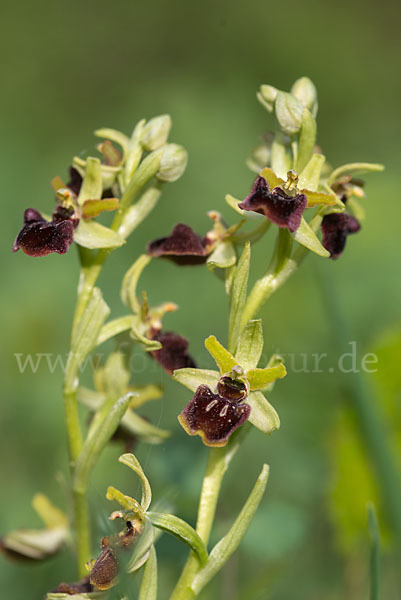 Spinnen-Ragwurz (Ophrys sphegodes)