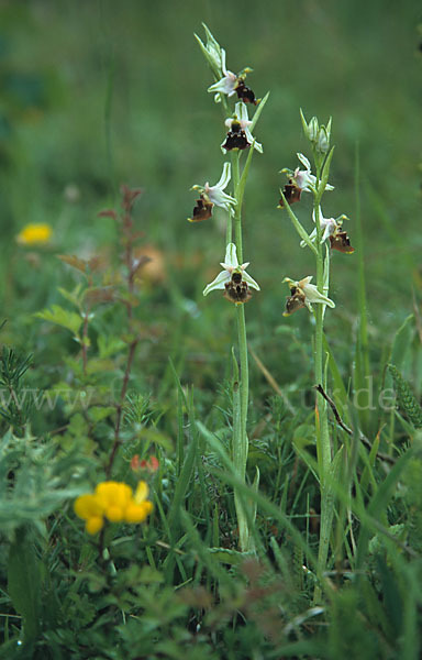 Spinnen-Ragwurz x Hummel-Ragwurz (Ophrys sphegodes x Ophrys holoserica)