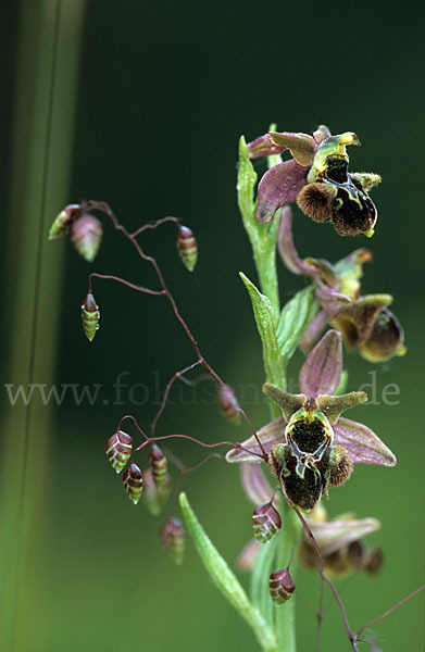 Spinnen-Ragwurz x Schnepfen-Ragwurz (Ophrys sphegodes x Ophrys scolopax)