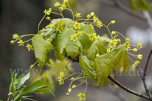 Spitz-Ahorn (Acer platanoides)