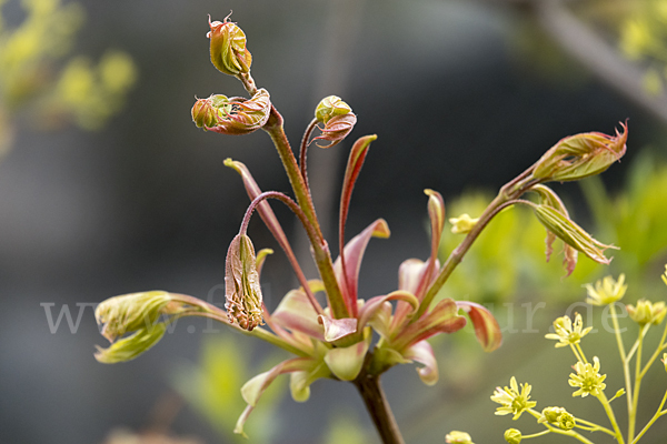 Spitz-Ahorn (Acer platanoides)