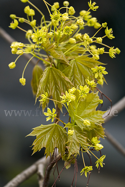 Spitz-Ahorn (Acer platanoides)