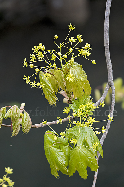 Spitz-Ahorn (Acer platanoides)