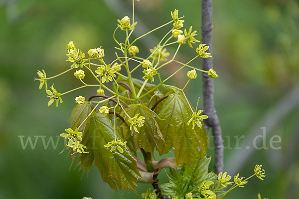 Spitz-Ahorn (Acer platanoides)