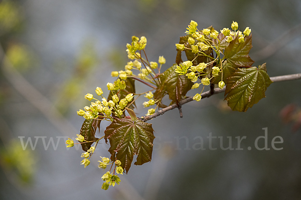 Spitz-Ahorn (Acer platanoides)