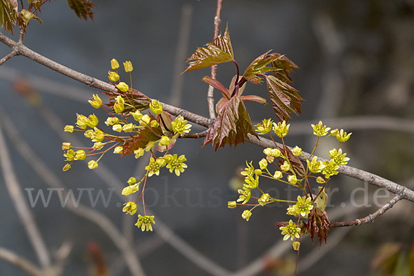 Spitz-Ahorn (Acer platanoides)