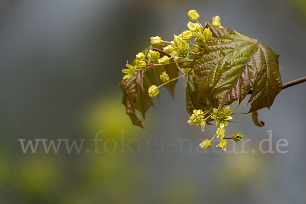 Spitz-Ahorn (Acer platanoides)