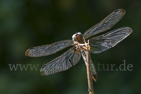 Spitzenfleck (Libellula fulva)