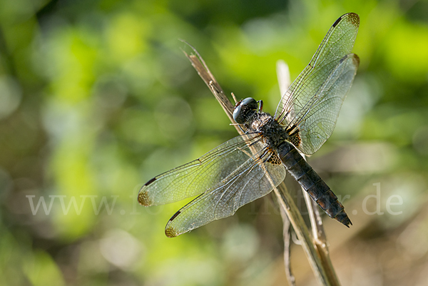 Spitzenfleck (Libellula fulva)