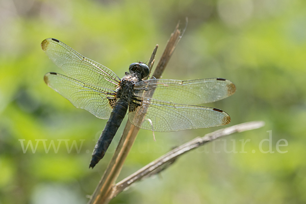 Spitzenfleck (Libellula fulva)