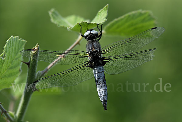 Spitzenfleck (Libellula fulva)