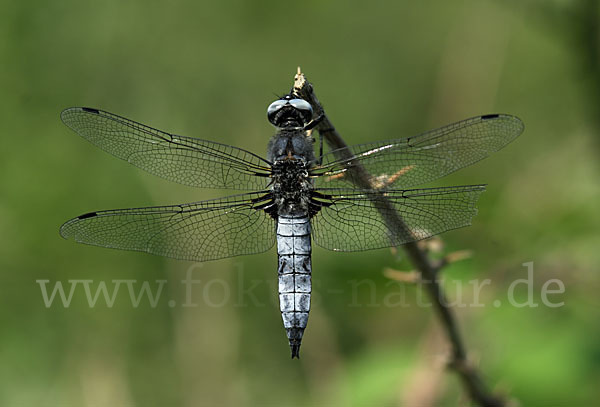 Spitzenfleck (Libellula fulva)