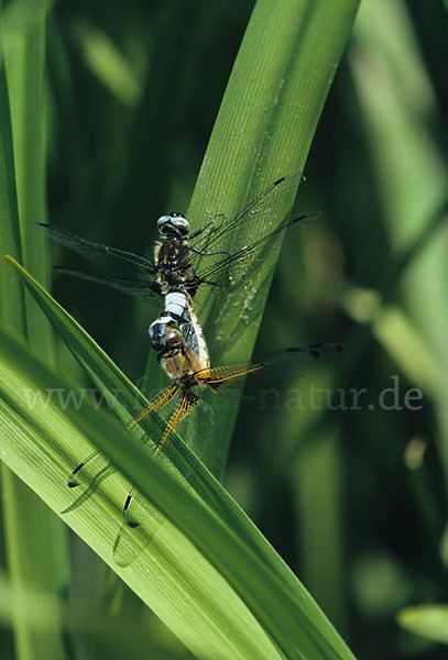 Spitzenfleck (Libellula fulva)