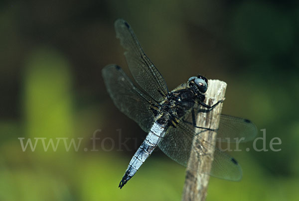 Spitzenfleck (Libellula fulva)