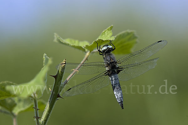 Spitzenfleck (Libellula fulva)