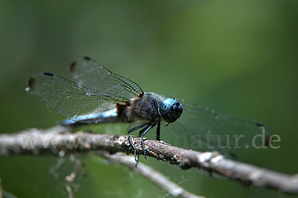 Spitzenfleck (Libellula fulva)