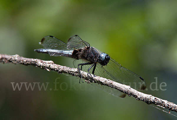 Spitzenfleck (Libellula fulva)