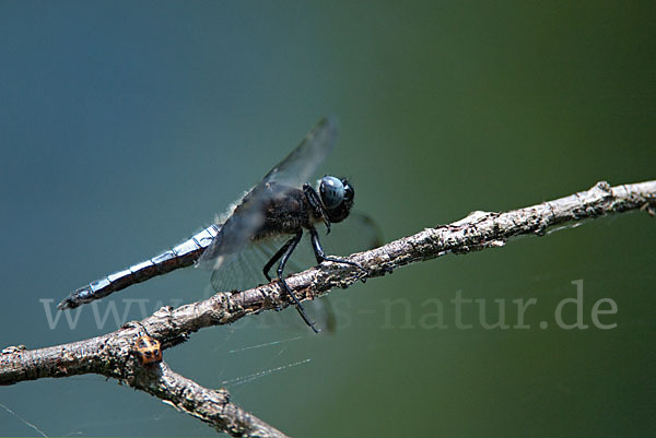 Spitzenfleck (Libellula fulva)