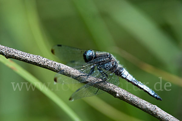 Spitzenfleck (Libellula fulva)