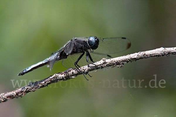 Spitzenfleck (Libellula fulva)