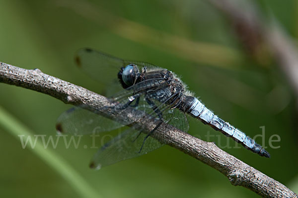 Spitzenfleck (Libellula fulva)