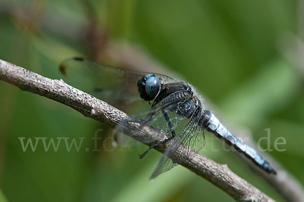 Spitzenfleck (Libellula fulva)