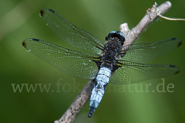 Spitzenfleck (Libellula fulva)