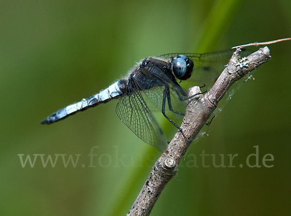 Spitzenfleck (Libellula fulva)