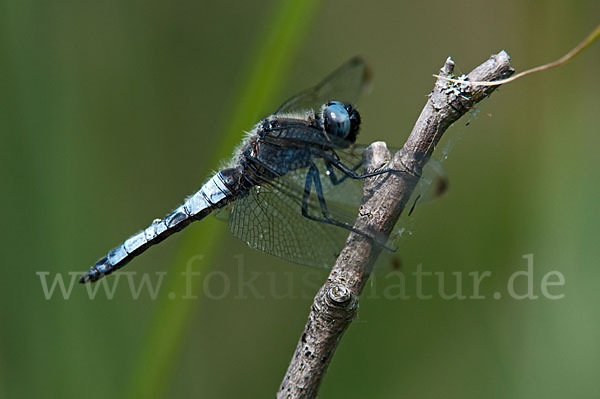 Spitzenfleck (Libellula fulva)