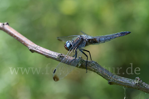 Spitzenfleck (Libellula fulva)