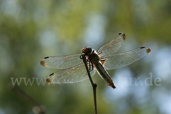 Spitzenfleck (Libellula fulva)