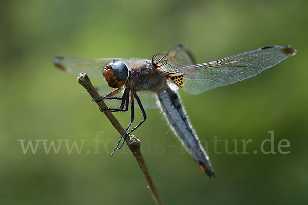 Spitzenfleck (Libellula fulva)