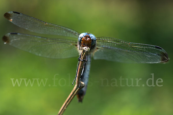 Spitzenfleck (Libellula fulva)