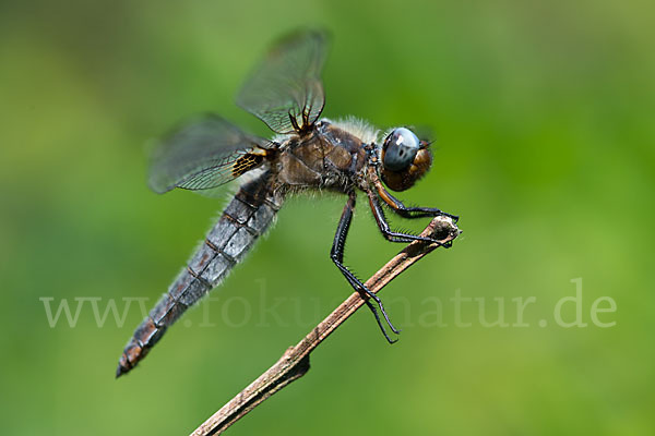 Spitzenfleck (Libellula fulva)