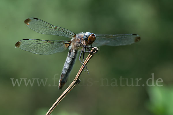 Spitzenfleck (Libellula fulva)