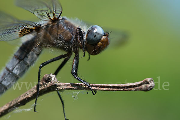 Spitzenfleck (Libellula fulva)