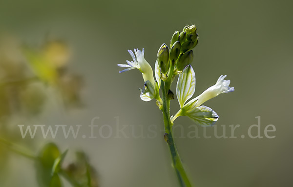 Spitzflügeliges Kreuzblümchen (Polygala oxyptera)