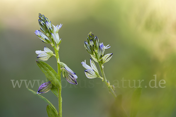 Spitzflügeliges Kreuzblümchen (Polygala oxyptera)