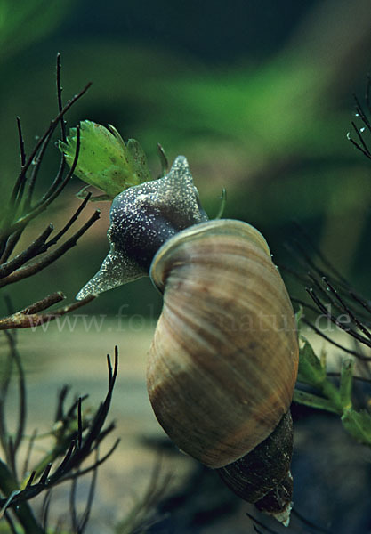 Spitzhorn-Schlammschnecke (Lymnaea stagnalis)