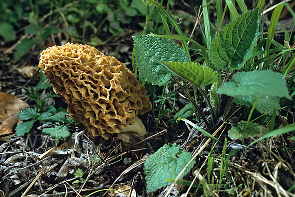 Spitzmorchel (Morchella conica)