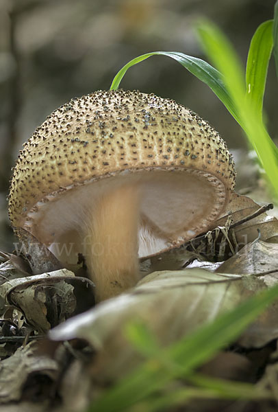 Spitzschuppiger Stachel-Schirmling (Echinoderma asperum)