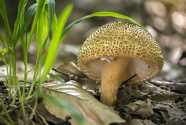 Spitzschuppiger Stachel-Schirmling (Echinoderma asperum)