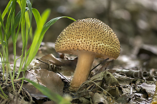 Spitzschuppiger Stachel-Schirmling (Echinoderma asperum)