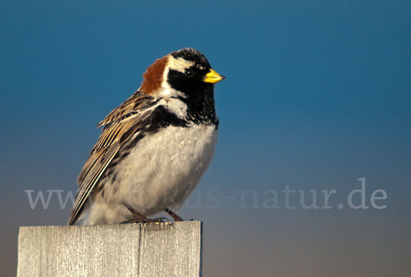 Spornammer (Calcarius lapponicus)