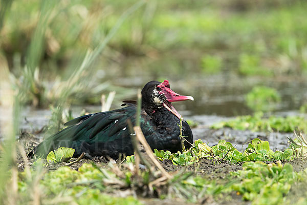 Sporngans (Plectropterus gambensis)