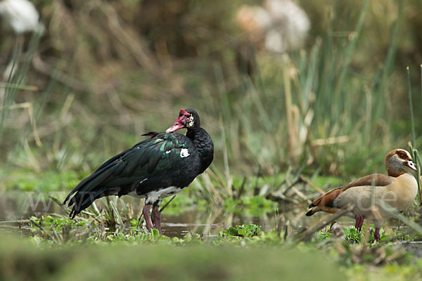 Sporngans (Plectropterus gambensis)