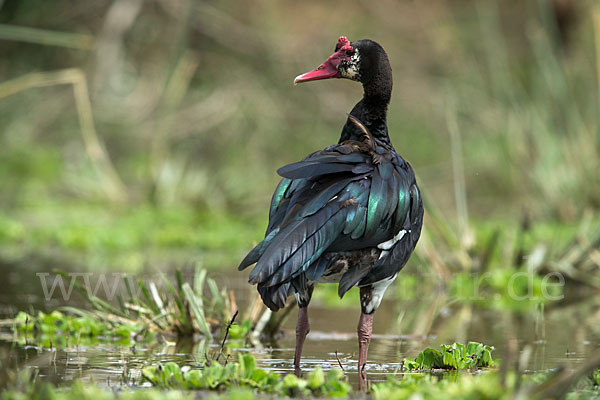 Sporngans (Plectropterus gambensis)