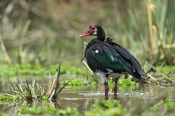 Sporngans (Plectropterus gambensis)