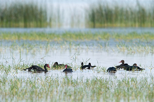 Sporngans (Plectropterus gambensis)